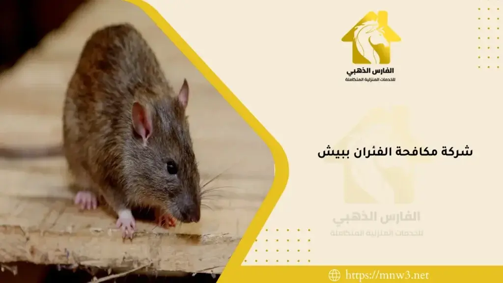 شركة مكافحة الفئران ببيش