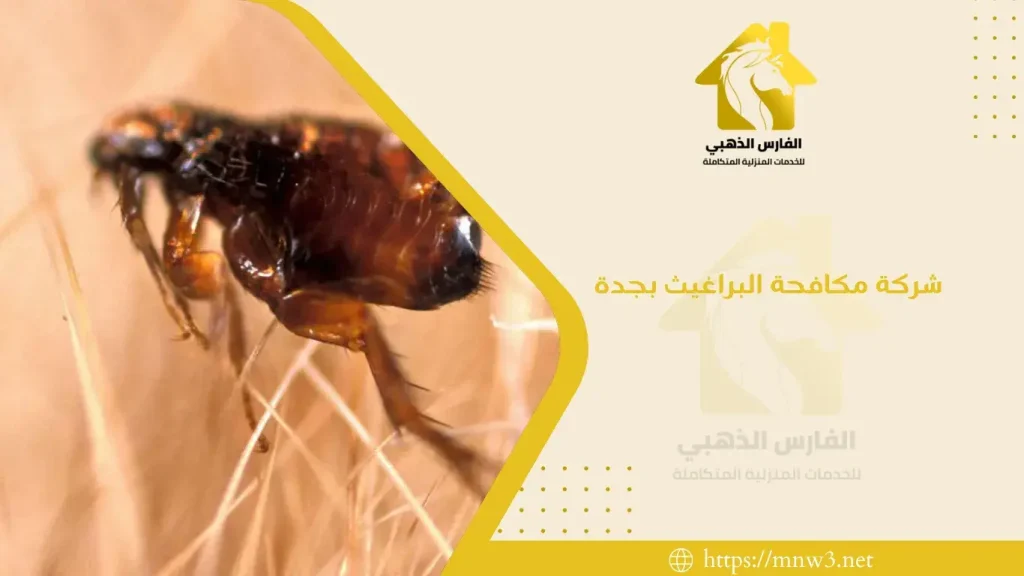 شركة مكافحة البراغيث بجدة