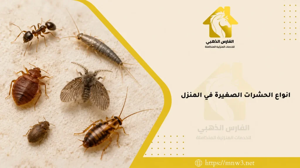 انواع الحشرات الصغيرة في المنزل