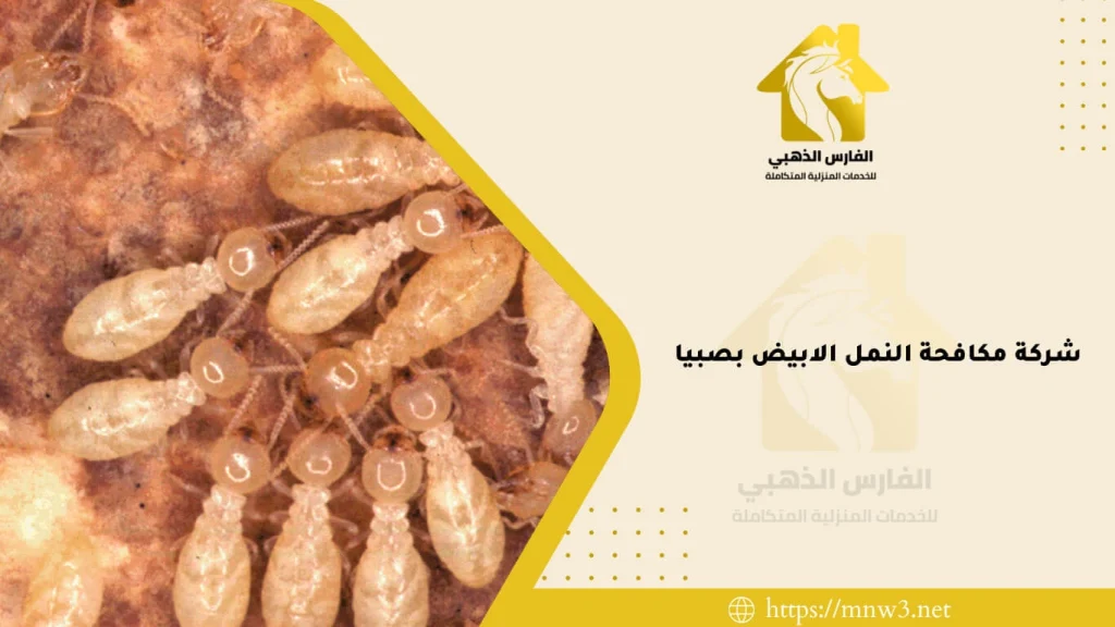 مكافحة النمل الابيض بصبيا