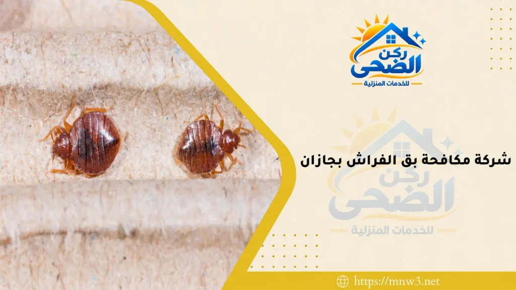 شركة-مكافحة-بق-الفراش-بجازان